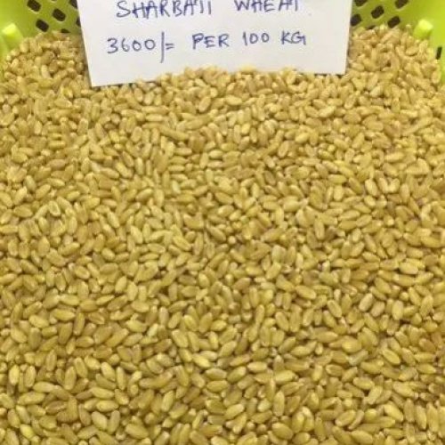 MP Sharbati Wheat