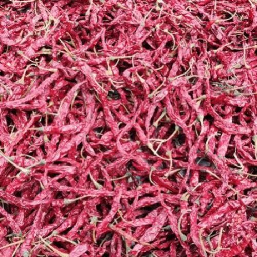Syngenta 5531 Dried Red Chilli