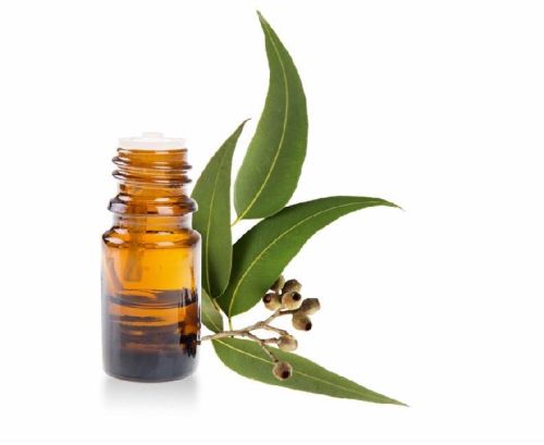 Eucalyptus Oil