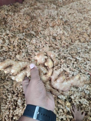 Fresh Ginger