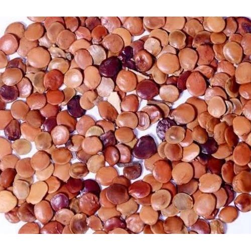 Gliricidia Seeds