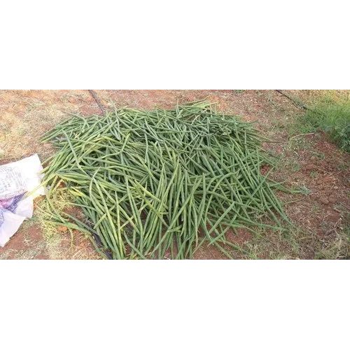 Odc3 Moringa Seeds