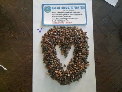 sunn hemp seeds
