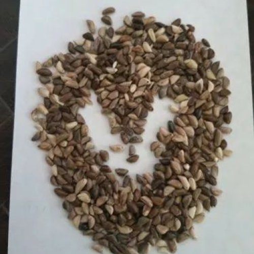 Super Napier Grass Seeds