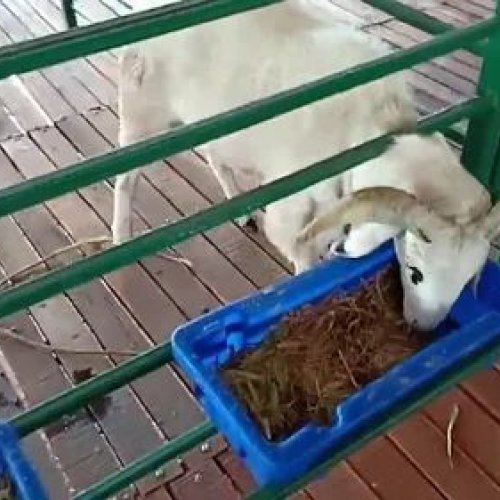 Wooden Floor Elevated Goat and Sheep Shed Construction Services