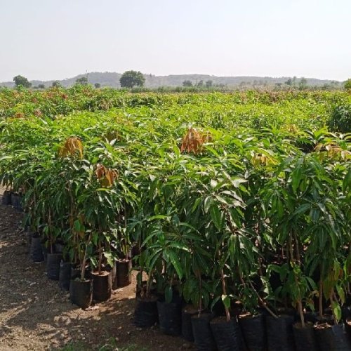 Kesar Mango Plants