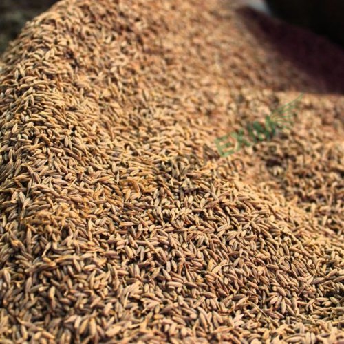 Cumin Seed