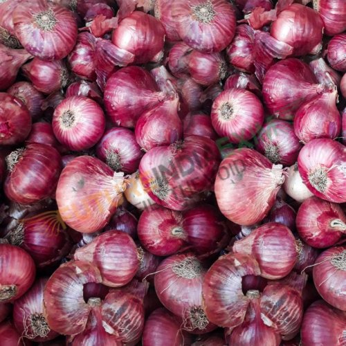 Fresh Red Onion