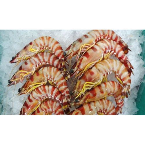 Flower Shrimp