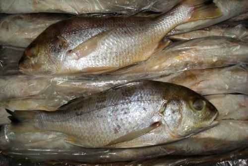 White Snapper Fish