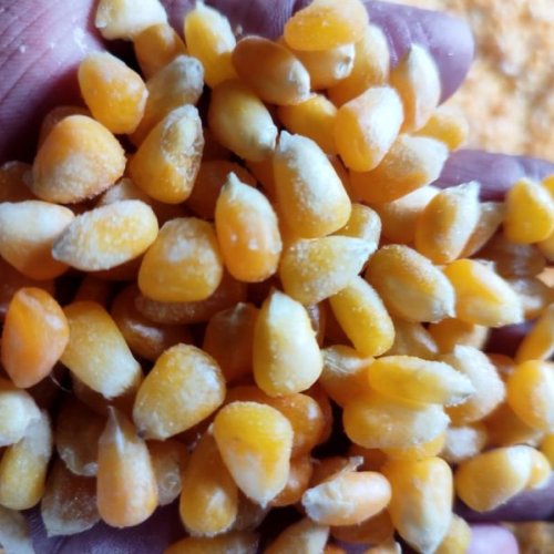 Frozen Sweet Corn