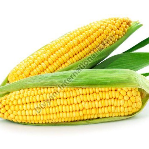 Sweet Corn