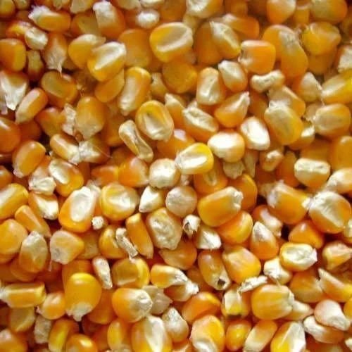 Natural Maize Seeds