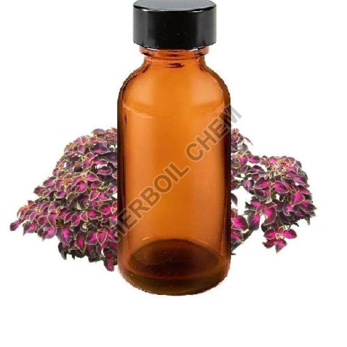 Coleus Oil
