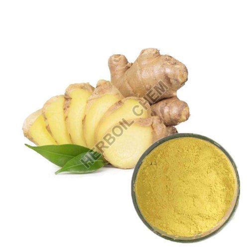 Zingiber Officinale Tuber Extract