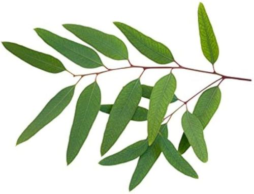 Eucalyptus Leaves
