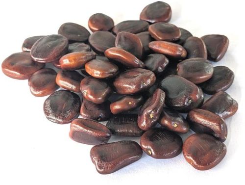 Tamarind Seed