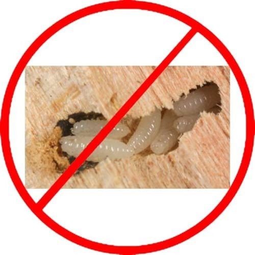 Wood Borer Control Services