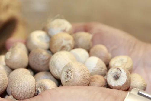 Dried Betel Nuts