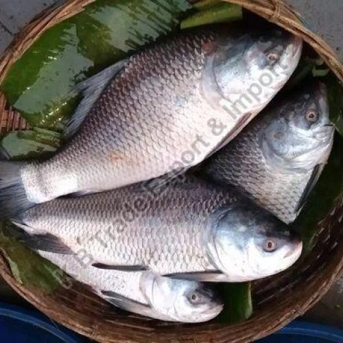 Fresh Catla Fish