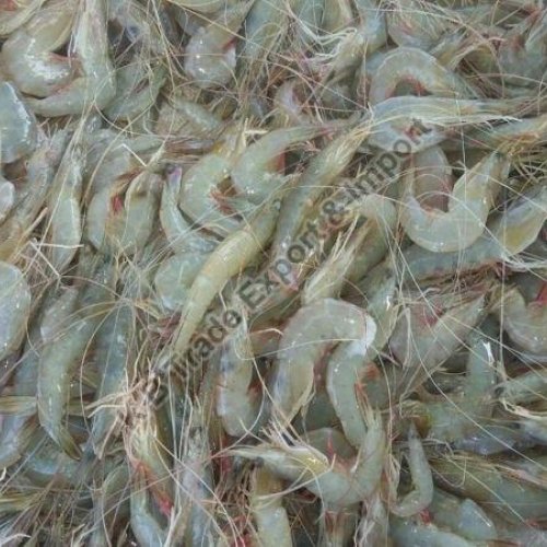 Fresh Shrimp