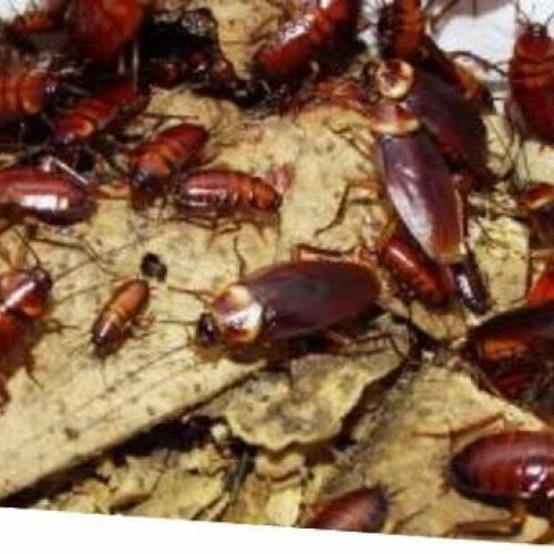 Cockroach Control Service