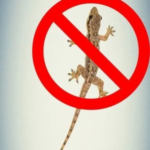 Lizard Control Service