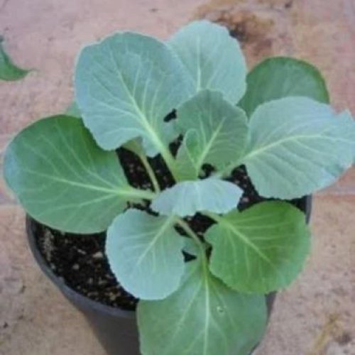 Grafted Cabbage Plant