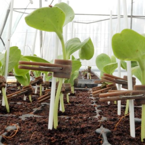 Grafted Cucumber Plant