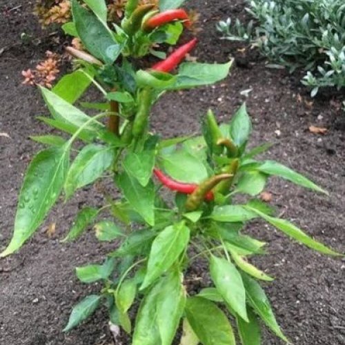 Grafted Red Chilli Plant