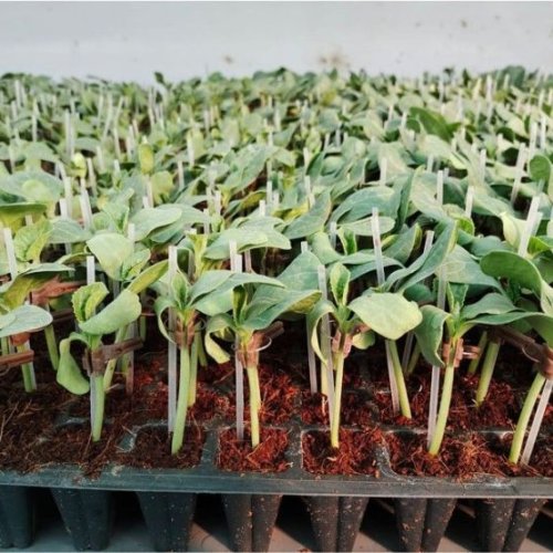 Grafted Watermelon Plant