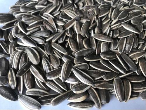 Natural Grey Sunflower Seeds