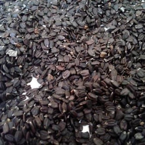 Ocimum Basilicum Seeds