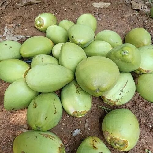 Natural Tender Coconut