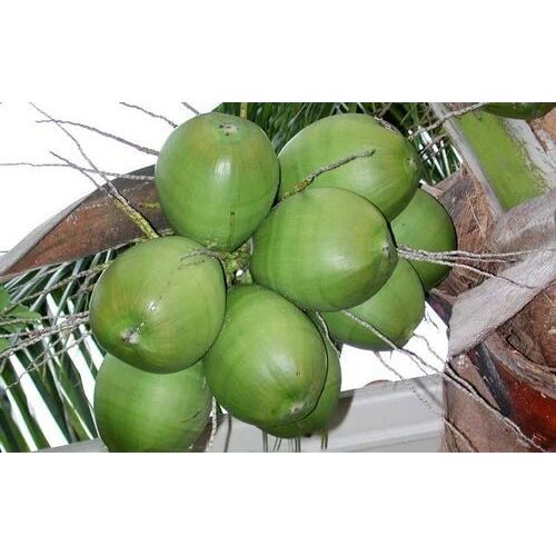 Organic Tender Coconut