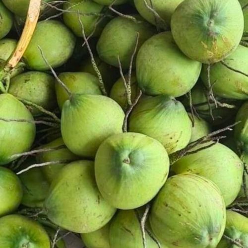 Pure Tender Coconut