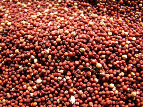 Finger Millet