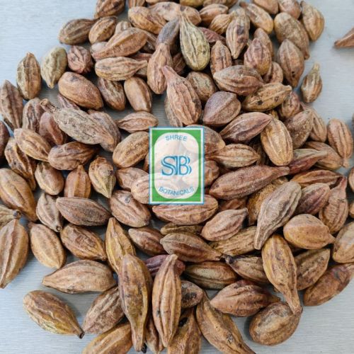 Yellow Terminalia Chebula