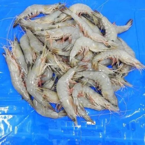 Block Frozen Shrimp
