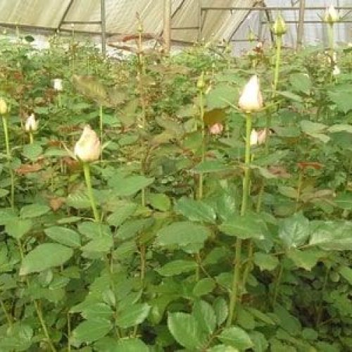 Avalanche Rose Flowers