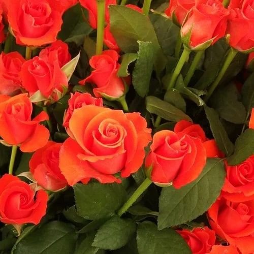 Bugatti Rose Flowers