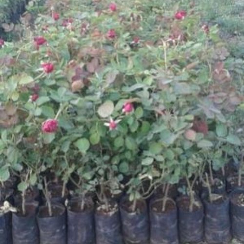 Gatyaletter Rose Plants