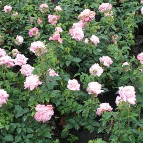 Hybrid Tea Rose Plants