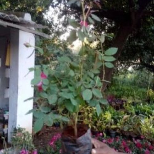 Kasmira Rose Plants