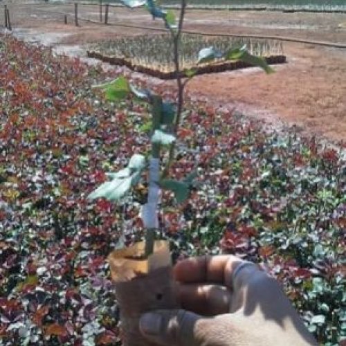 Top Secret Rose Plants