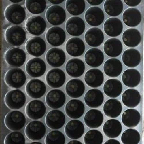 70 Cavity Seedling Tray