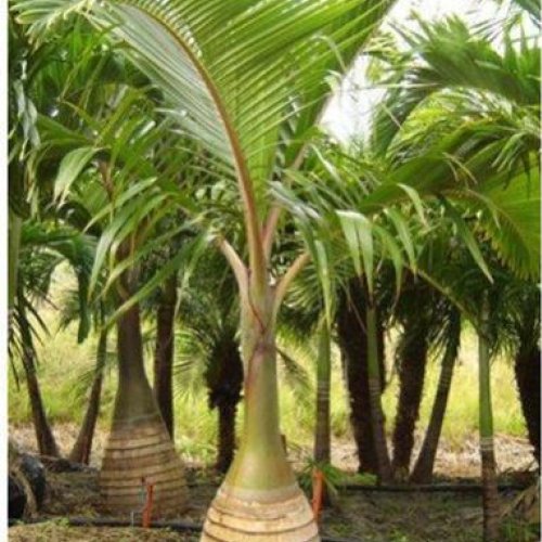 Bottle Palm Plant