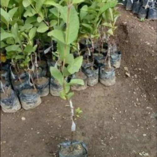 Fresh Guava Plant