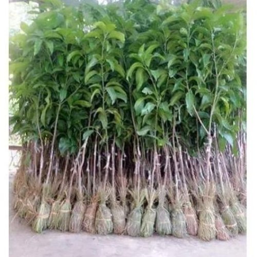 Fresh Mango Plant