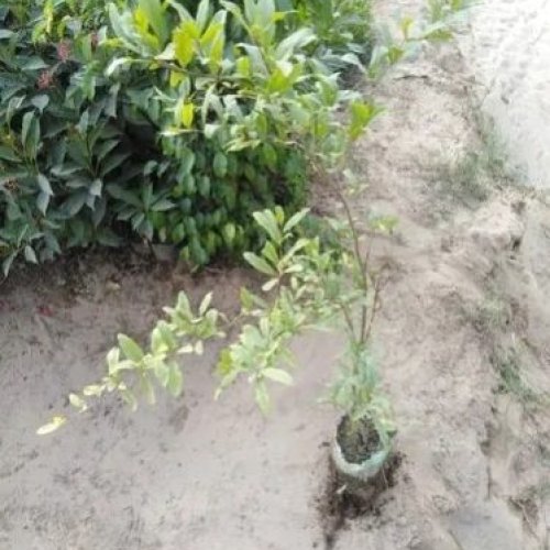 Fresh Pomegranate Plant